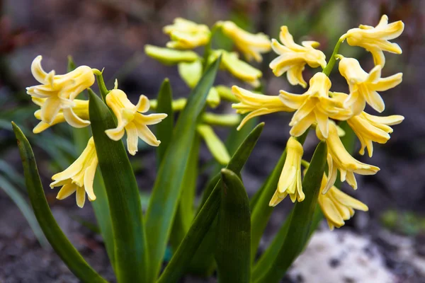 Gelbe Blüten der Hyazinthe — Stockfoto