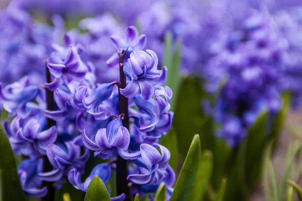 Flores azules de Jacinto —  Fotos de Stock