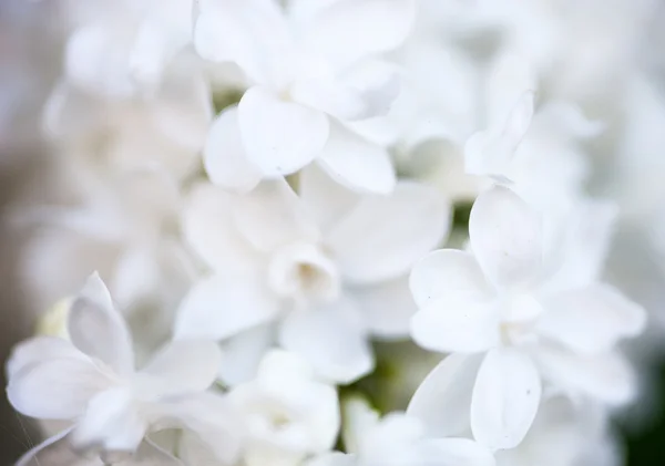 Fechar-se de flores lilás brancas — Fotografia de Stock