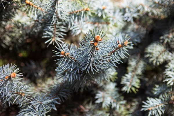 Takken van de Colorado blauwe sparren — Stockfoto