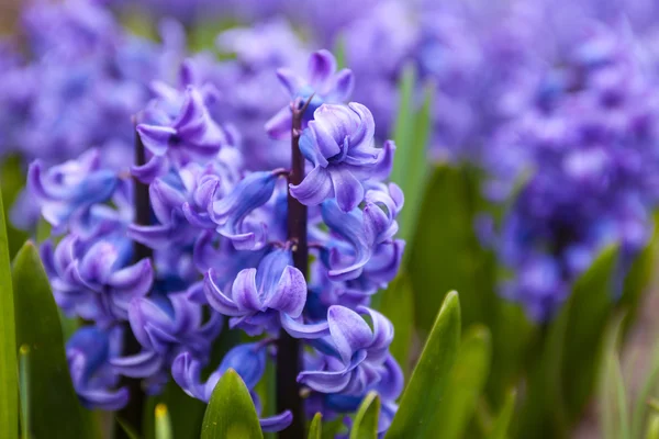 Flores azules de Jacinto —  Fotos de Stock