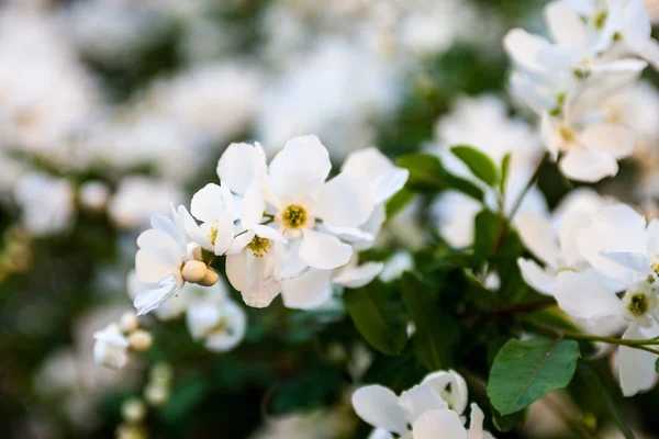 White flowers of the pear tree — Stock Photo, Image