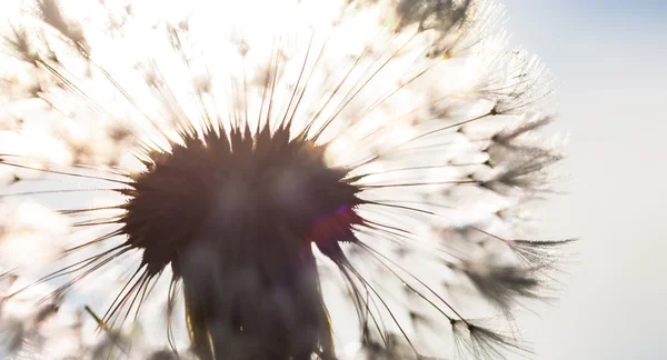 Silhouette of the head of seeds of the dandelion flower in the s — Stock Photo, Image