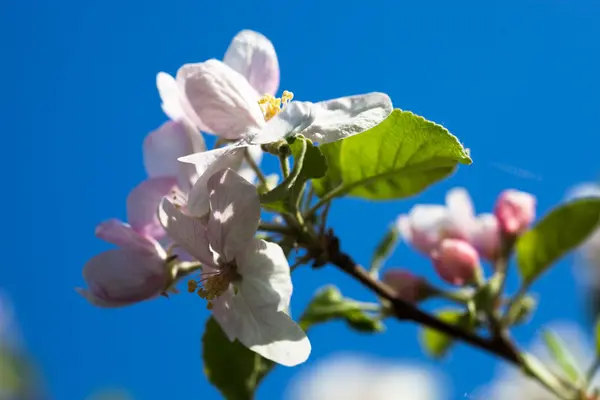 Apple träd blommor mot den blå himlen bakgrund — Stockfoto