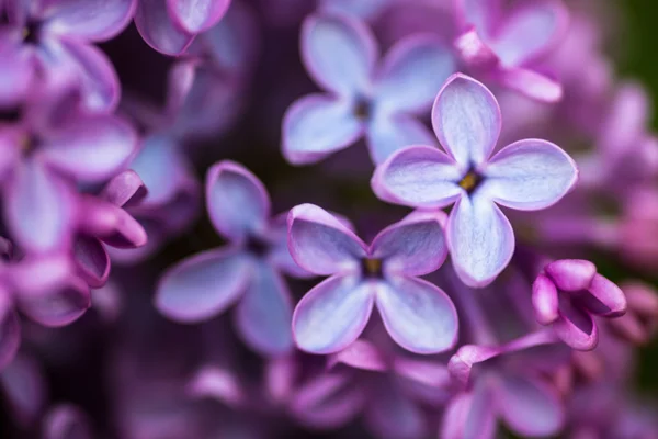 Primo piano dei fiori lilla — Foto Stock