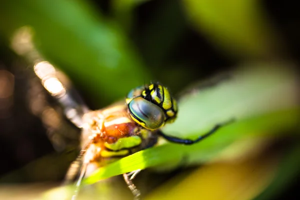Dragonfly κάθεται στο πράσινο γρασίδι — Φωτογραφία Αρχείου