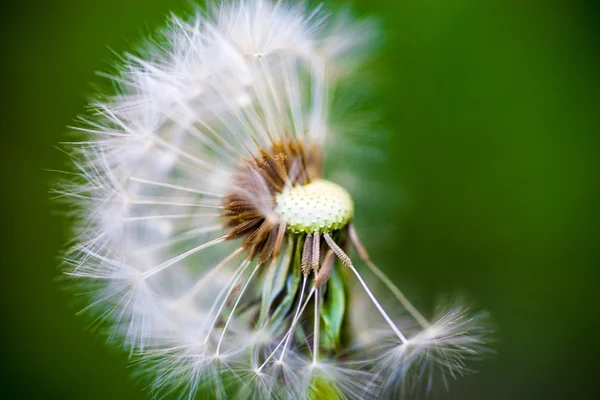 Dandelion flower with partly overblown seeds on the green backgr — Stock Photo, Image
