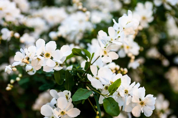 Vita blommor av päronträd — Stockfoto