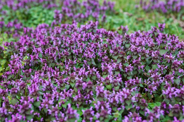 Фіолетовий мертвих кропиви — стокове фото