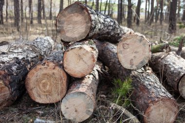 Ormandaki kesik çam kütüklerini kapatın.