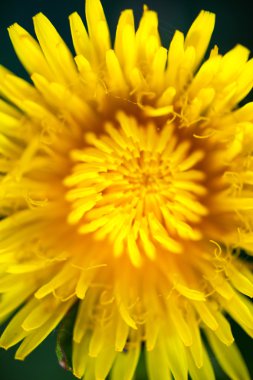 Çiçek açan sarı karahindiba çiçeğine yakın çekim