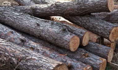 Ormanda kesilmiş çam kütükleri yığını