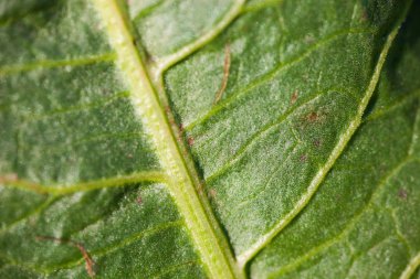 Yeşil yaprak, kapat