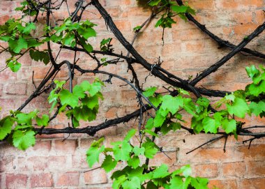 Sarmaşıklı tuğla duvar ve üzüm yaprakları.