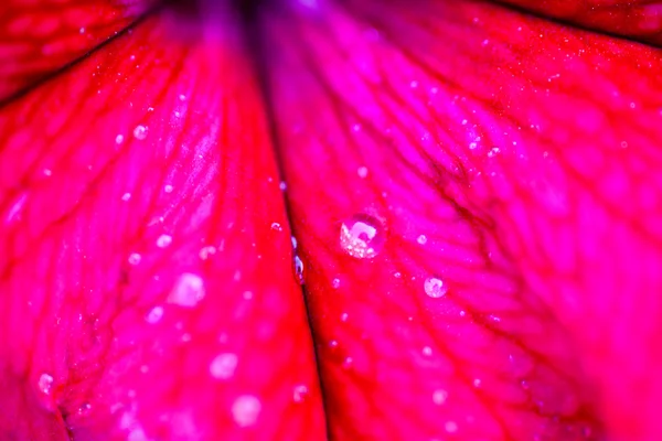 Closeup of the Petunia flower — Stock Photo, Image