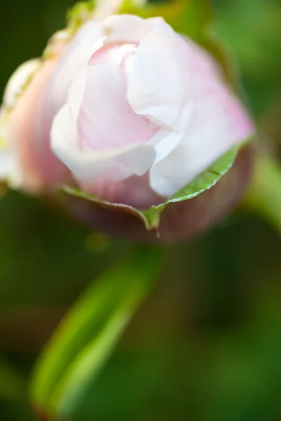 Tender bud of the dog rose's pink flower — Stock Photo, Image