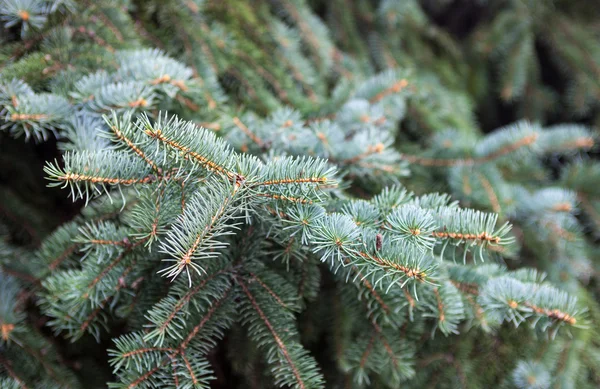Branches of the Colorado blue spruce — Stock Photo, Image