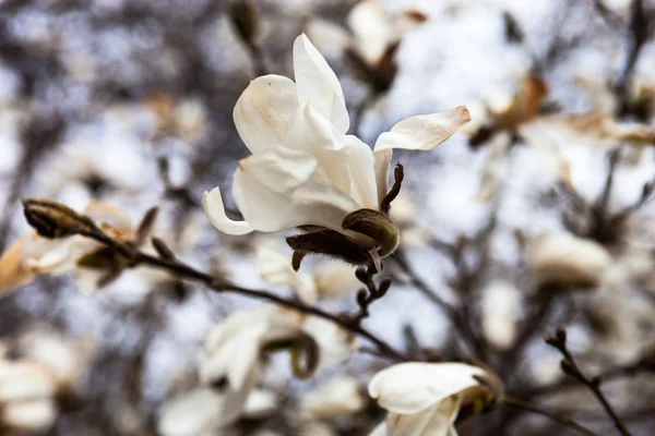 Vita blommor av magnoliaträd tidigt på våren — Stockfoto