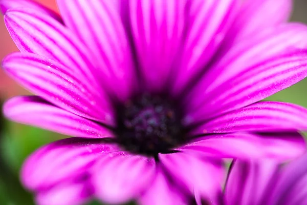 Lila Blüte der Osteospermum — Stockfoto