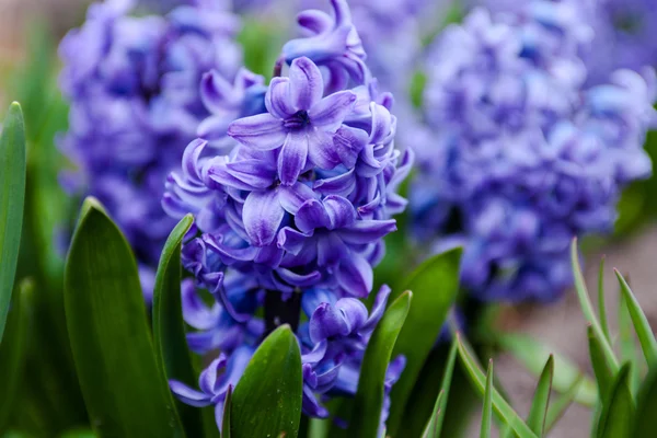 Flores azules de Jacinto —  Fotos de Stock