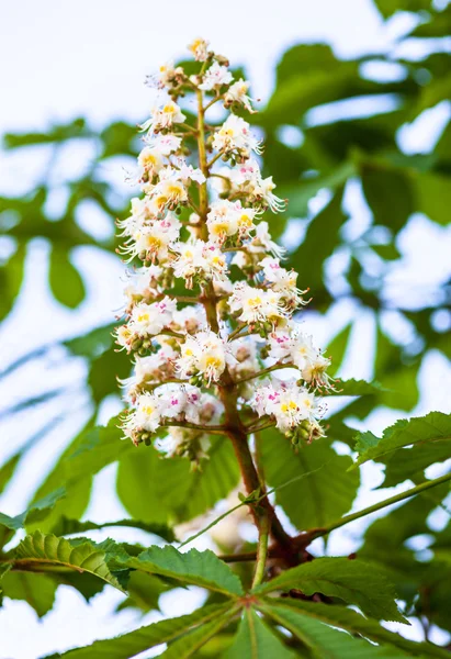 Bos van bloemen van de boom wilde kastanje — Stockfoto