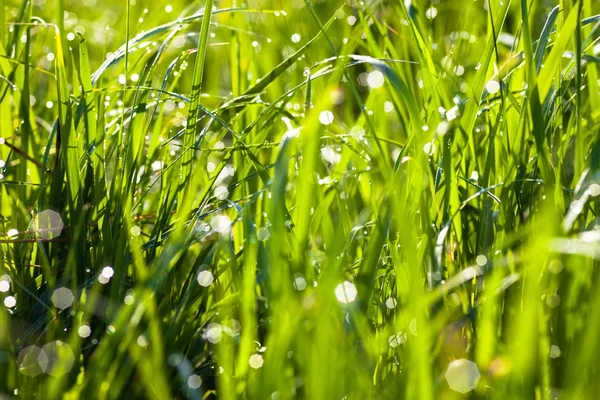 Rocía gotas en la hierba verde — Foto de Stock