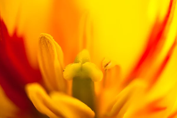 盛开的黄色郁金香花的遮掩 — 图库照片