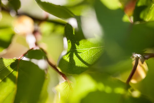 Gröna blad av mullbärsträdet i solskenet — Stockfoto