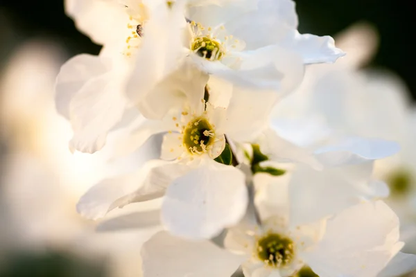 Närbild av päron träd blommor — Stockfoto