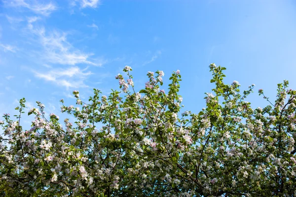 Blühende Äste des Apfelbaums gegen den blauen Himmel — Stockfoto
