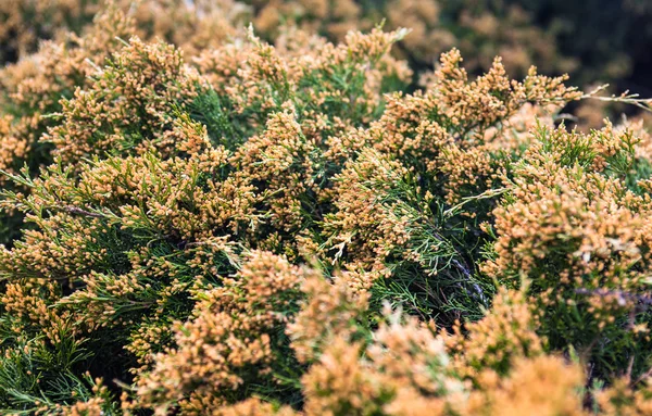 Juniper branches with  lots of yellow pollen-producing male cone — Stock Photo, Image