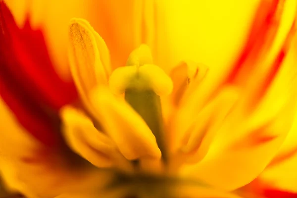 盛开的黄色郁金香花的遮掩 — 图库照片