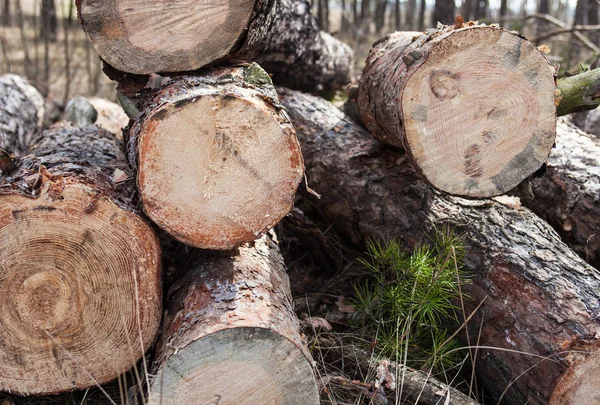 Primer plano de troncos de pino cortados en el bosque — Foto de Stock