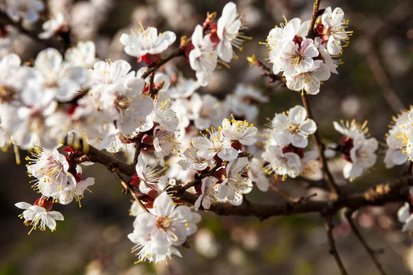 Vita blommor av aprikosträdet — Stockfoto