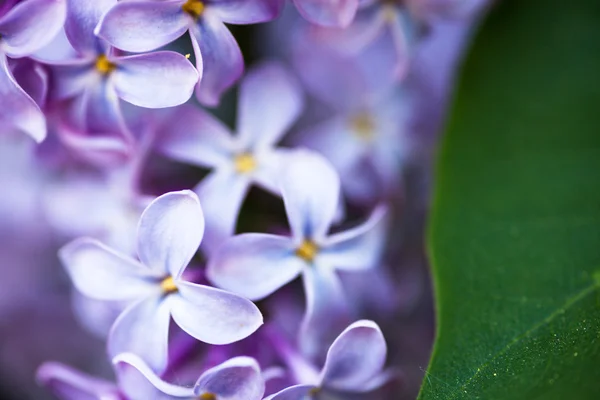 Primo piano dei fiori lilla — Foto Stock