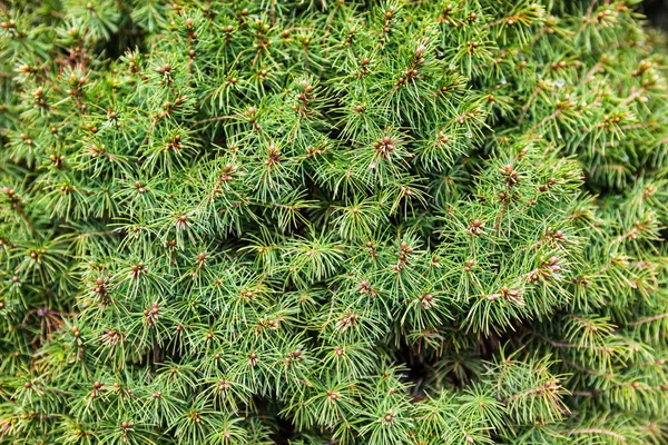 Evergreen juniper branches — Stock Photo, Image