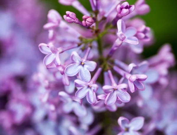 Primo piano dei fiori lilla — Foto Stock
