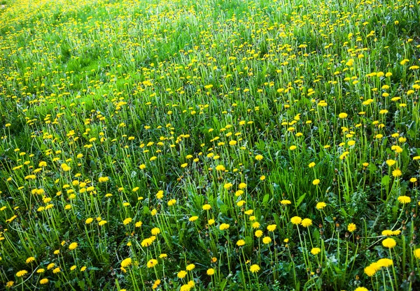 Meadow with lots of blooming yellow dandelions — Stock Photo, Image