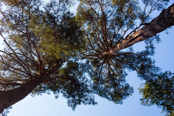 2 つの松の木のシルエット — ストック写真