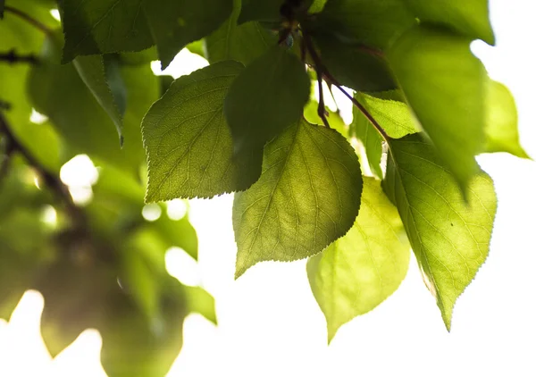 Rama con hojas verdes bajo el sol — Foto de Stock