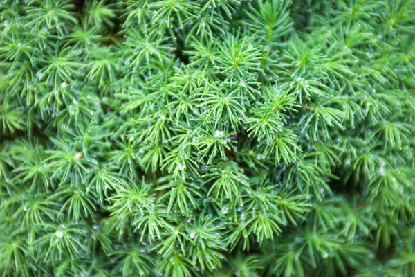 Evergreen juniper branches — Stock Photo, Image