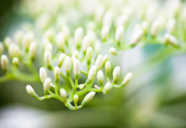 Κοντινό πλάνο του dogwood λευκό λουλούδι μπουμπούκια — Φωτογραφία Αρχείου
