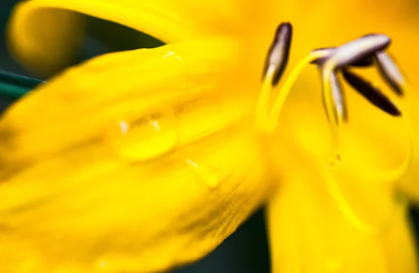 Крупный план цветущего цветка жёлтой лилии — стоковое фото