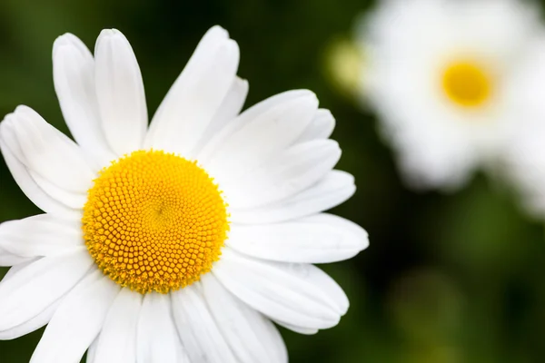 Közelkép a virágzó oxeye százszorszép — Stock Fotó