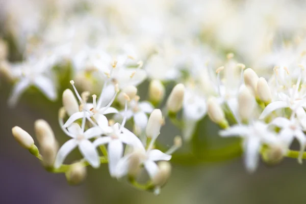 Nahaufnahme des Hartriegels weiße Blüten — Stockfoto