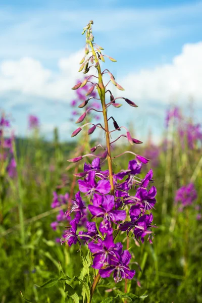 Fireweed (Epilobium or Chamerion angustifolium) — Stock Photo, Image