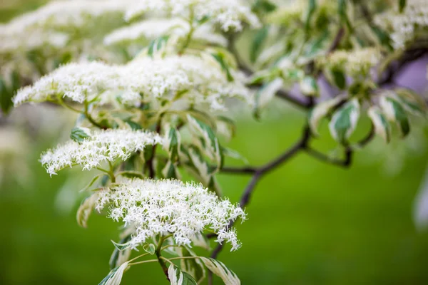 Close up of the dogwood blooming branches with white flowers — Stock Photo, Image