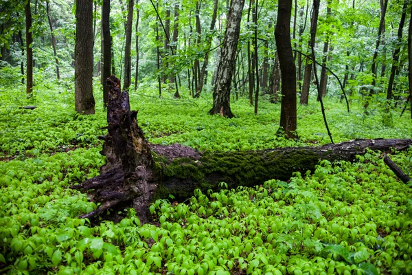 Bosco estivo verde con l'albero caduto — Foto Stock