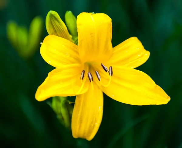 咲く黄色いユリの花の閉まり — ストック写真