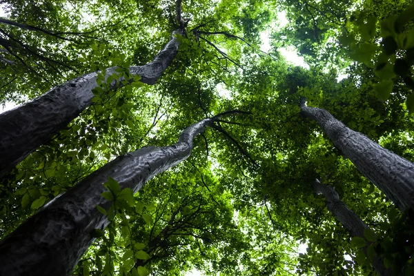 Árvores verdes contra o fundo do céu brilhante — Fotografia de Stock